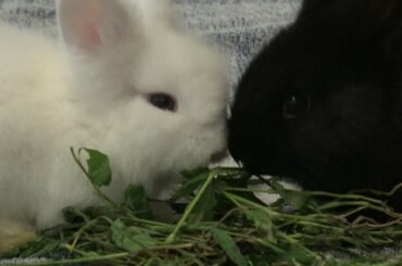 White and black little cute bunny rabbits eating carrots and grass