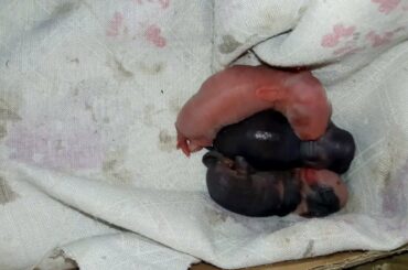 Newborn Baby Rabbits | Rabbit Giving Birth To Her Baby Bunnies