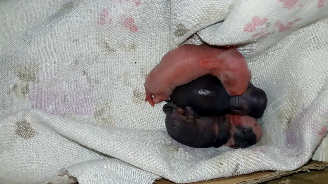 Newborn Baby Rabbits | Rabbit Giving Birth To Her Baby Bunnies