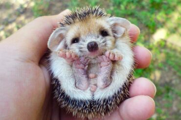 THE CUTEST PETS In The World