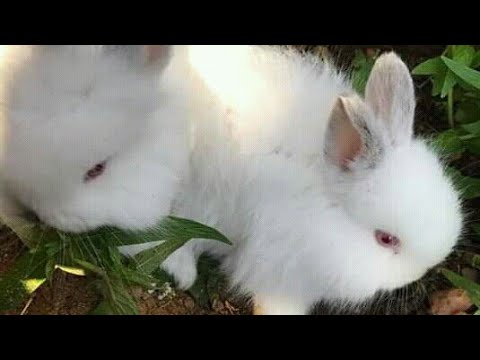 cute bunny, Rabit