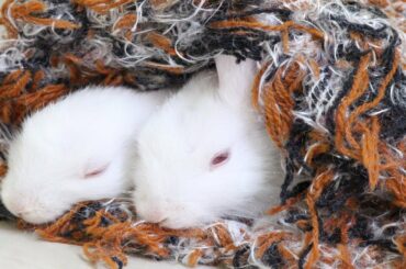 Funny Baby Bunny Rabbit Videos #8 - Cute Rabbits 2019