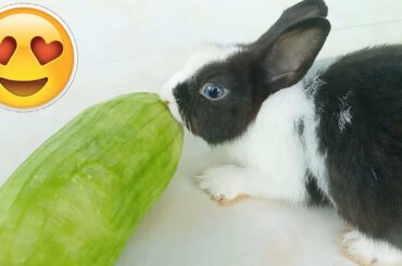 CUTE RABBIT LOVE EATING SQUASH FRUIT ASMR "LUCY.BUNNY" 2019