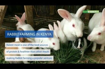 How to Start Rabbit Farming in Kenya - |Housing, breed & feeds Full Guide|