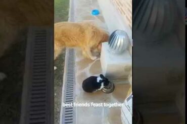Cute Bunny and Golden Retriever dog Eating Together