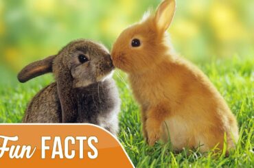 10 Fun Facts About Rabbits