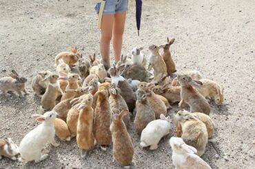 Japan's Rabbit Island - Feeding 1000 Bunnies!