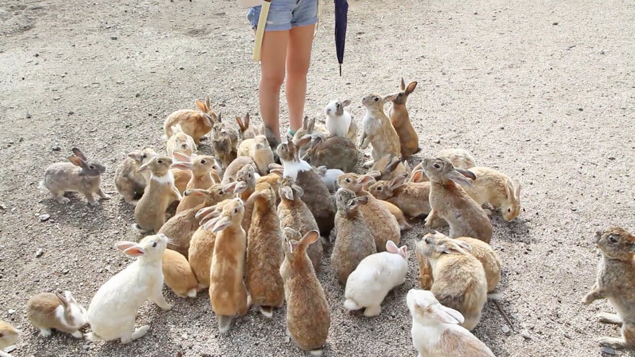 Japan's Rabbit Island - Feeding 1000 Bunnies!