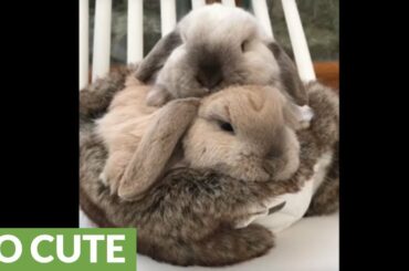 Cute bunny rabbits lovingly cuddle together