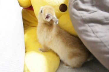 Cute Bunny Rabbit play on the sofa 2.ソファーの上で遊ぶ子うさぎ!!Netherland Dwarf