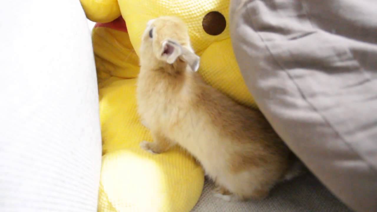 Cute Bunny Rabbit play on the sofa 2.ソファーの上で遊ぶ子うさぎ!!Netherland Dwarf