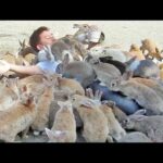 Guy Gets Smothered by Bunnies on Japan's Rabbit Island!