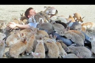 Guy Gets Smothered by Bunnies on Japan's Rabbit Island!