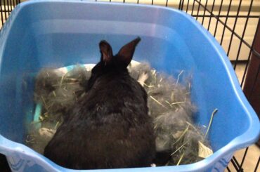 Mother rabbit feeding cute 2 week old baby bunnies
