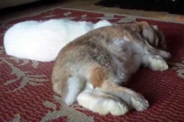 Bunny Flops