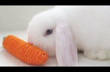 Bunny Eating Jumbo Carrot!
