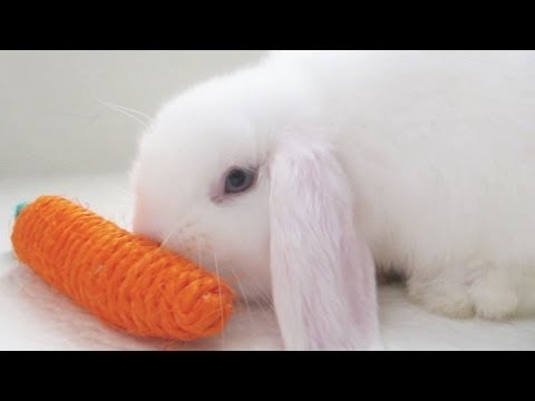 Bunny Eating Jumbo Carrot!