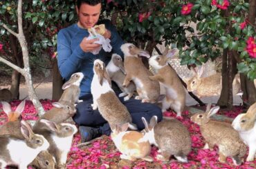 Exclusive Tour of Rabbit Island Japan by a Bunny Expert
