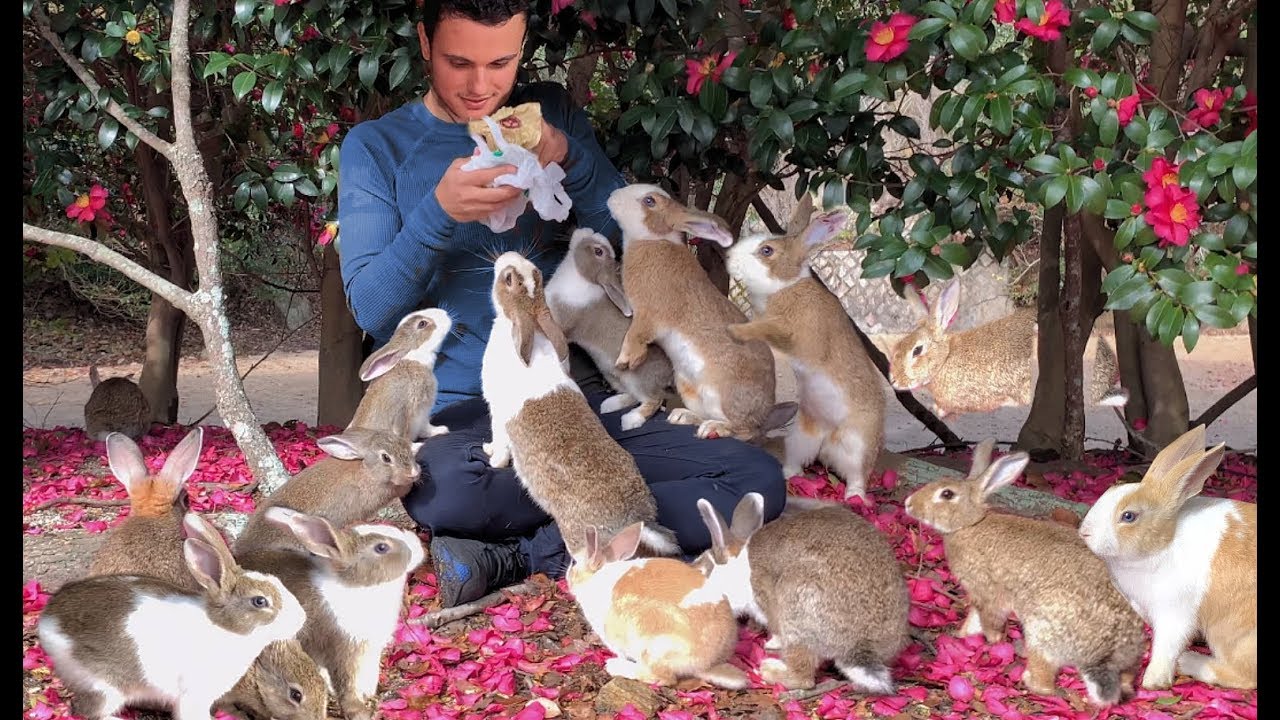 Exclusive Tour of Rabbit Island Japan by a Bunny Expert