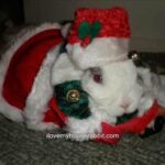 Cute Rabbit Christmas Pictures