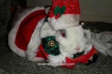 Cute Rabbit Christmas Pictures