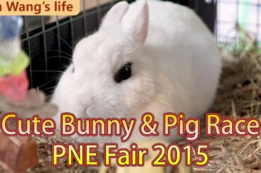 Cute bunny and Super dog/pig race! PNE Fair 2015, Vancouver, Canada.
