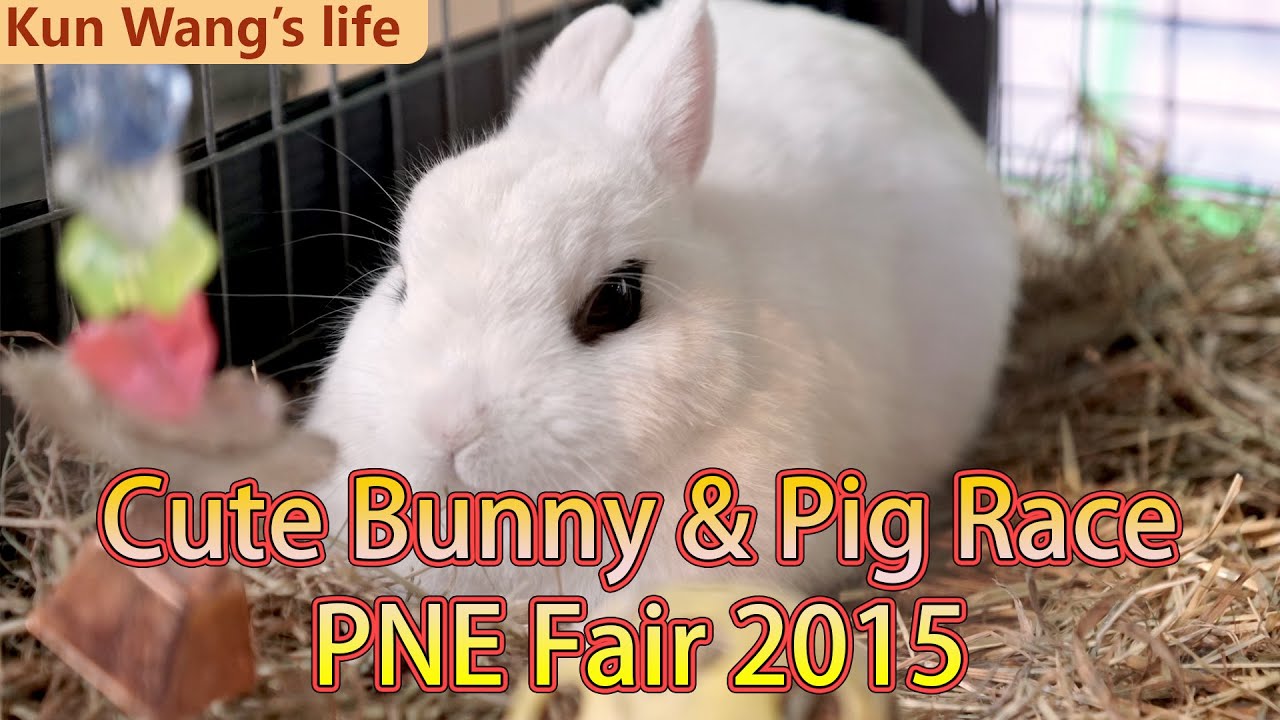 Cute bunny and Super dog/pig race! PNE Fair 2015, Vancouver, Canada.