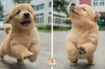 💗Aww - Funny and Cute Dog and Cat Compilation 2019💗 #10 - CuteVN