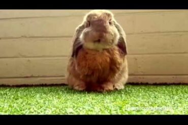 Cute bunny washing face
