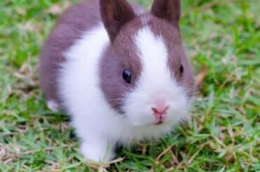 முயல்களின் விலைகள் /How to fix rabbit price