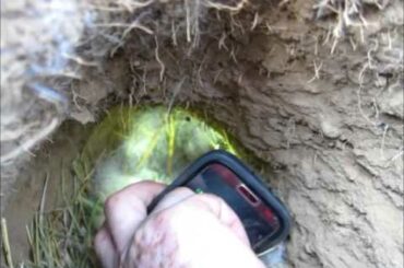 baby bunnies in a rabbit hole