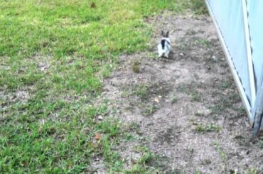 Dog & Rabbit. Pit Bull Sharky and Baby Bunny Oreo Back Yard Play.