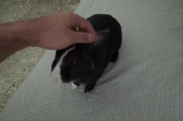 Little Bunny getting So Angry ! | Funny Video