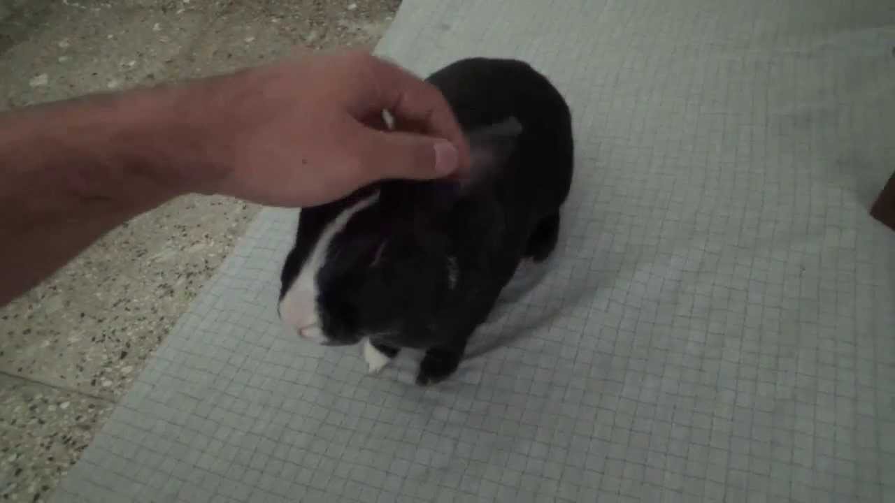 Little Bunny getting So Angry ! | Funny Video
