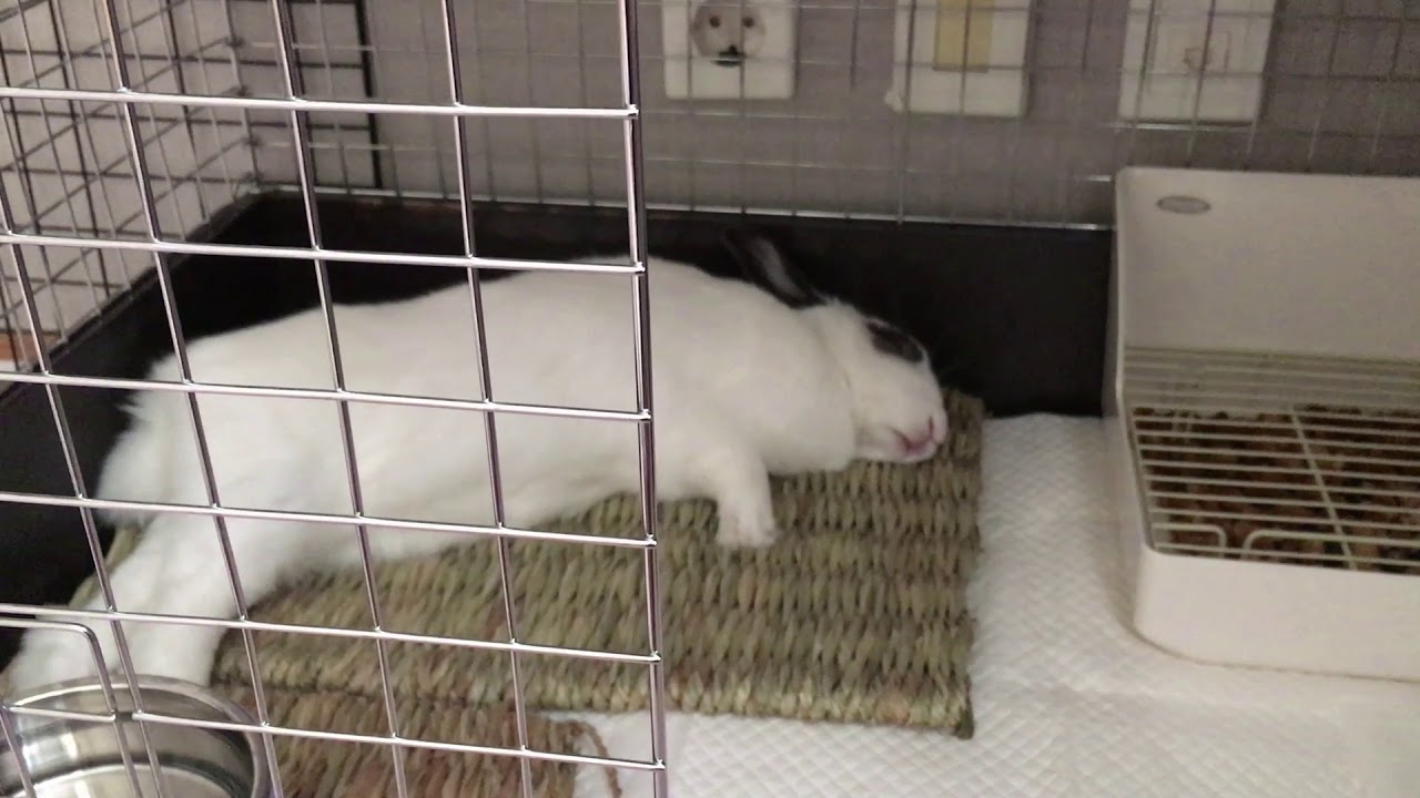 귀여운 토끼 초롱이 눕방(Cute bunny chorong nubbang)
