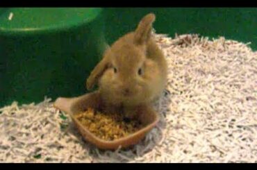 Cutest Dwarf Lop Bunny: Rosie!!