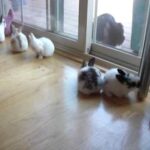 Bunnies Hopping Around