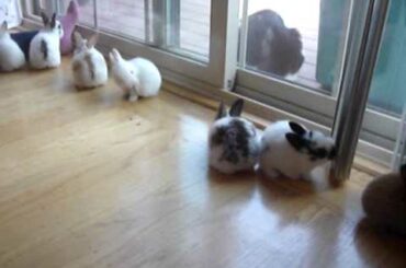 Bunnies Hopping Around