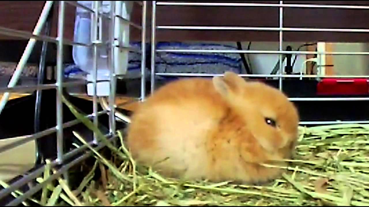 Cute Bunny Rabbit now sleepy!!こっくりこっくりする子うさぎ Netherland Dwarf
