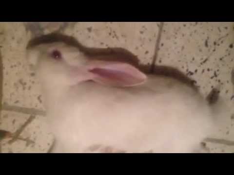 Why is this cute rabbit dying??