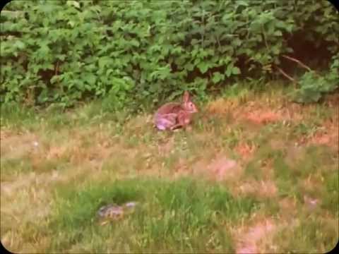 Cute Bunny in my Backyard Does Backflip!