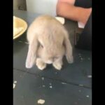 I’m getting a bunny