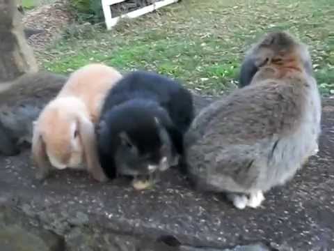 Bess's Litter ~ 7 Weeks Old ~ Baby Holland Lop Bunnies