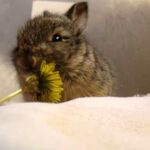 Mary Cummins, Animal Advocates, Baby bunny eats a tiny flower, washes its face