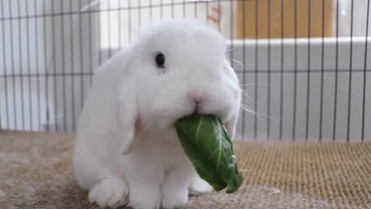 Funny and Cute Rabbits