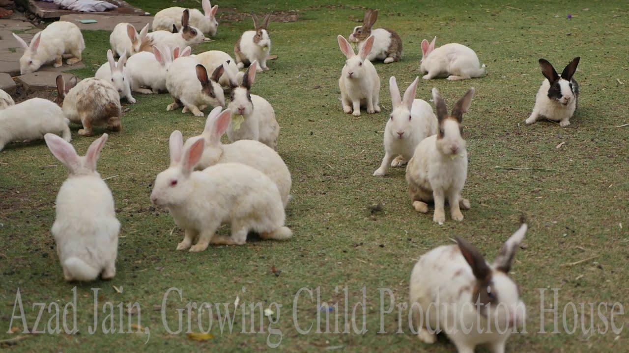 Cute Animal Rabbits as Pets Video | Rabbit Farming in India | Indian Rabbit | ढेर सारे खरगोश