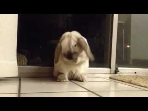 Cute Bunny Cooper plays dead (Rabbit Video)
