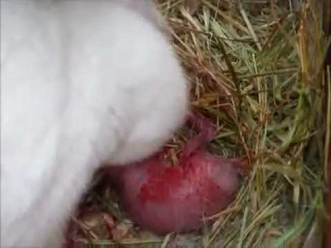 Rabbit giving birth to her baby bunnies