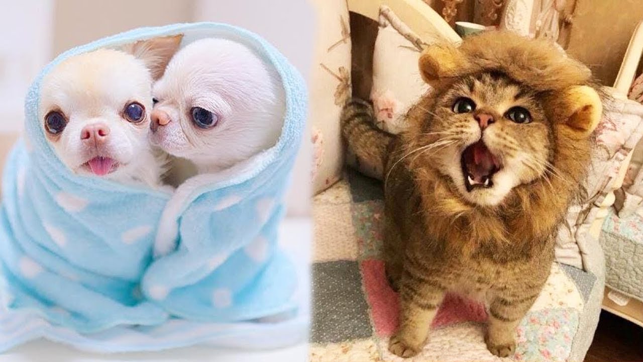 Funny Baby animals Videos Compilation 2019