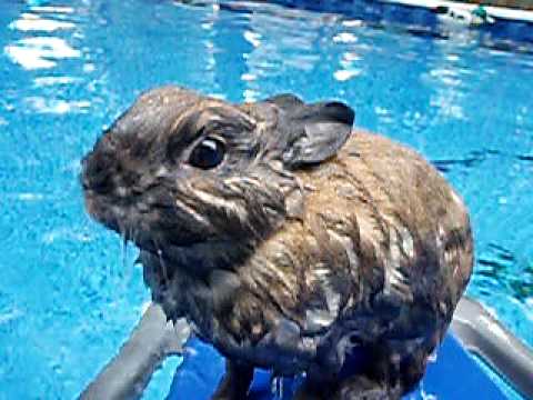 Brownie The Swimming Bunny (Read description!)